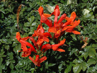 Tecomaria capensis