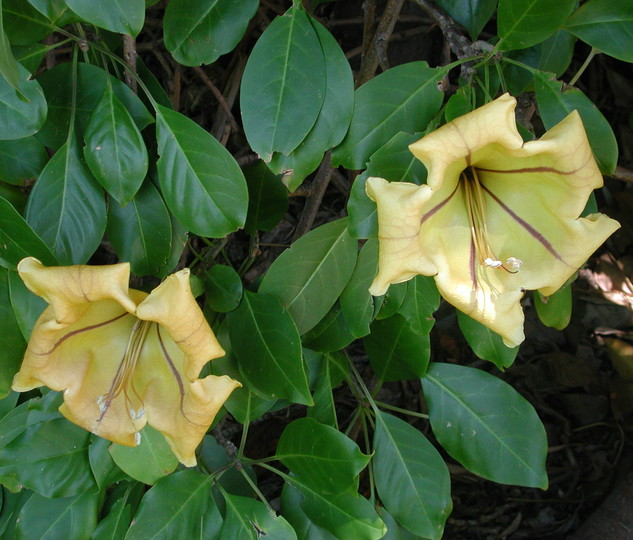 Solandra nitida