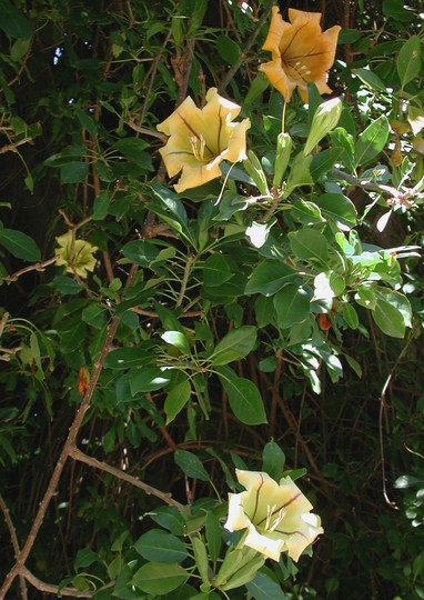 Solandra nitida