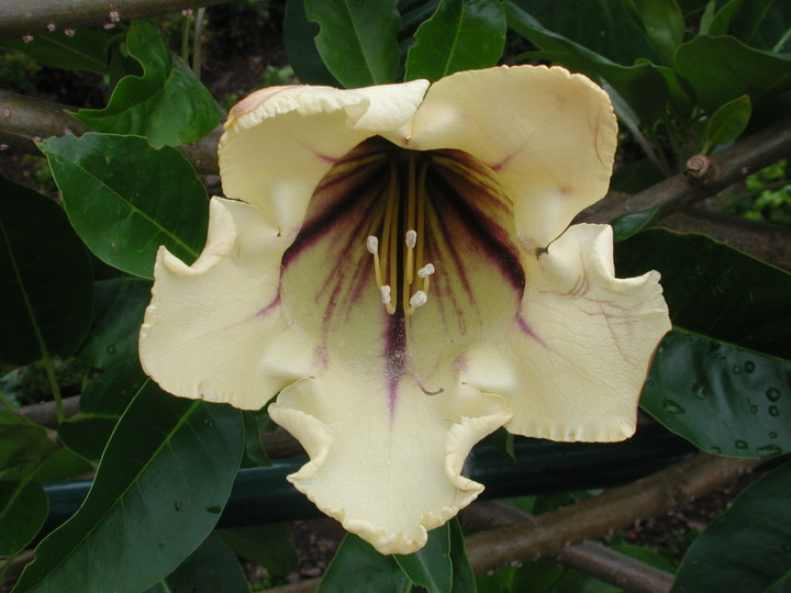 Solandra grandiflora