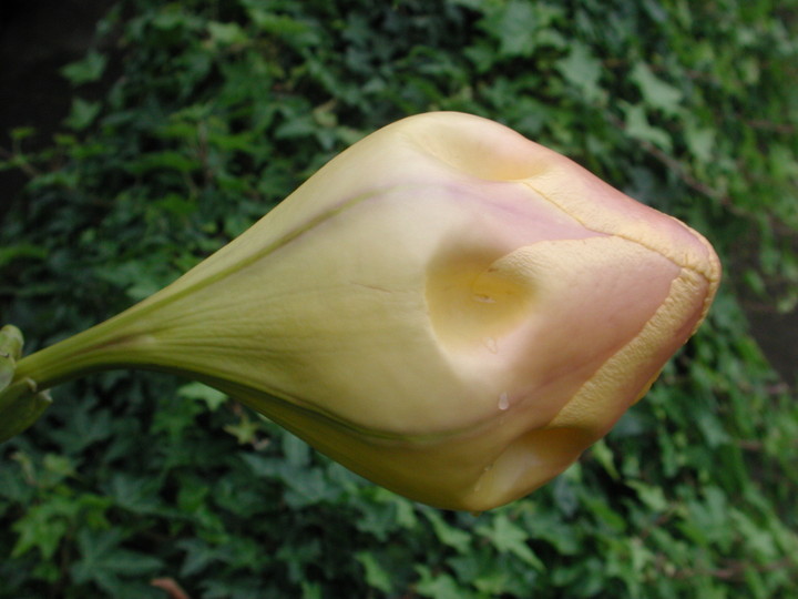 Solandra grandiflora