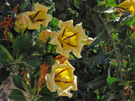 Solandra grandiflora