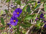 Solanum rantoneti