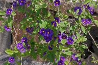 Solanum rantoneti