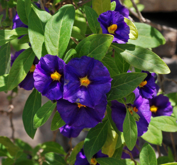 Solanum rantoneti