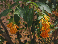 Cestrum aurantiacum