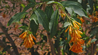 Cestrum aurantiacum