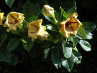 Solandra grandiflora