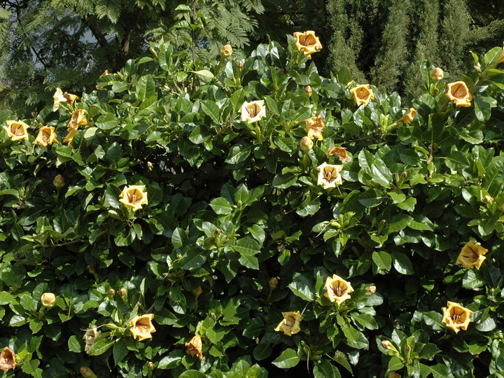 Solandra grandiflora