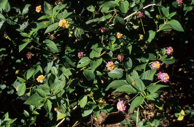 Lantana camara