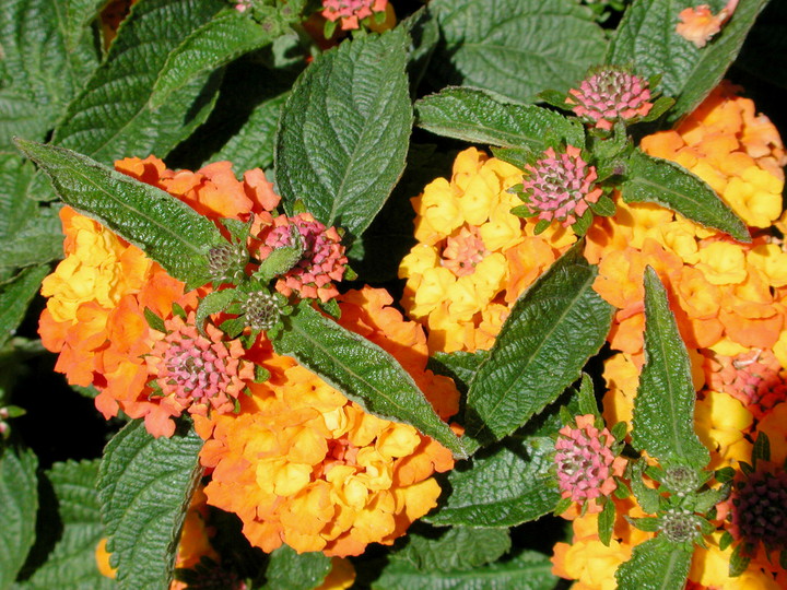 Lantana tiliifolia