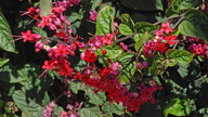 Clerodendrum speciosissimum