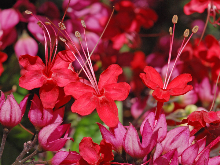 Clerodendrum speciosissimum