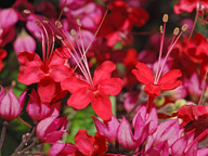 Clerodendrum speciosissimum