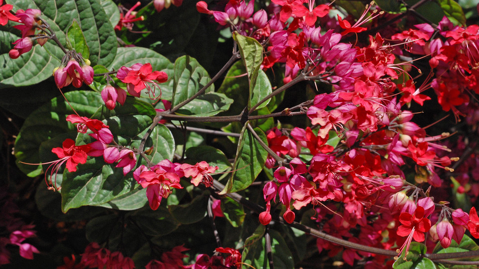 Clerodendrum speciosissimum