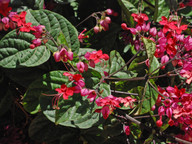 Clerodendrum speciosissimum