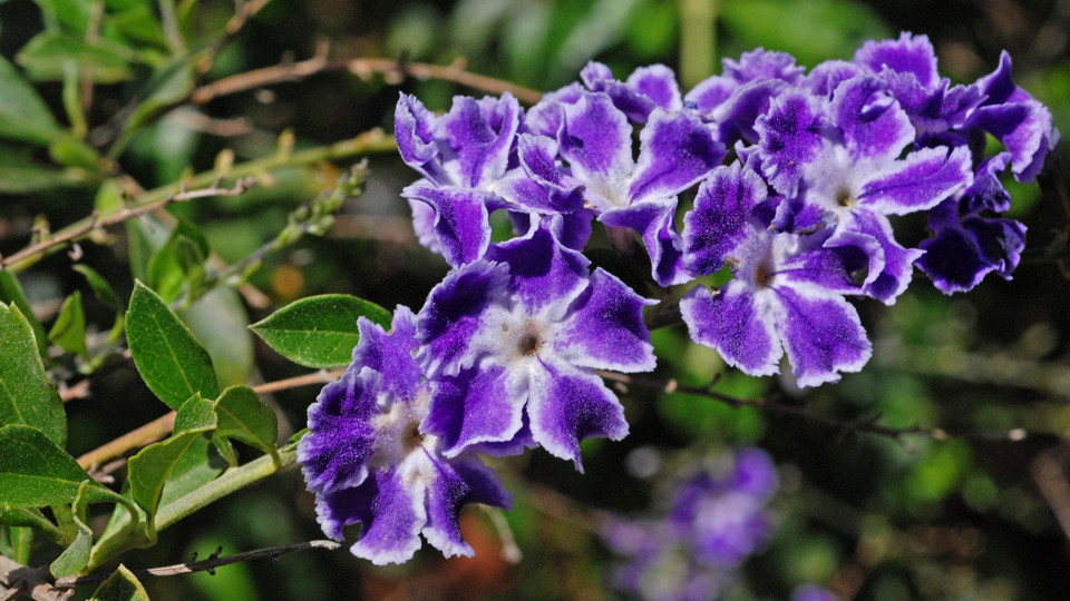 Duranta erecta