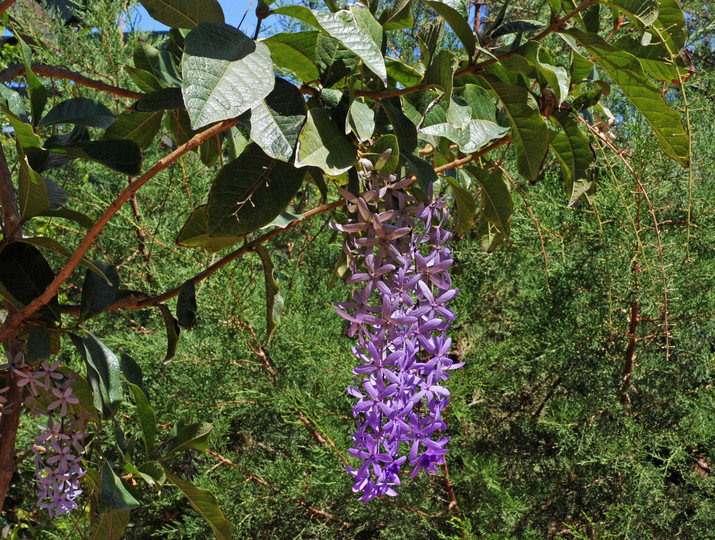 Petrea volubilis