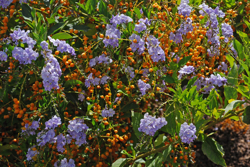 Duranta erecta