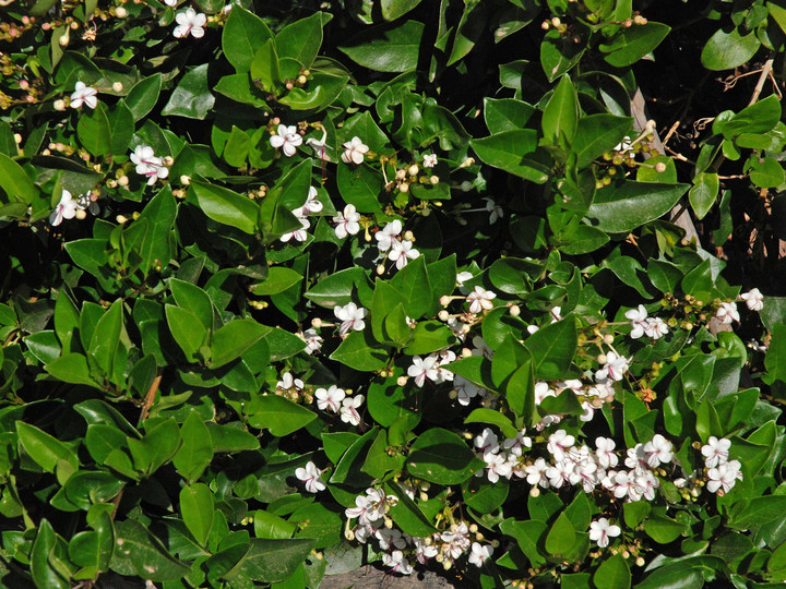 Clerodendrum inerme