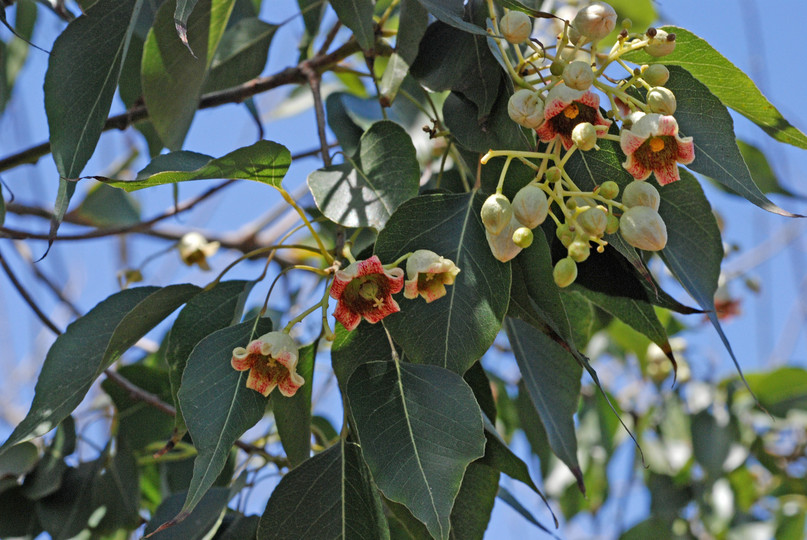 Brachychiton populneus