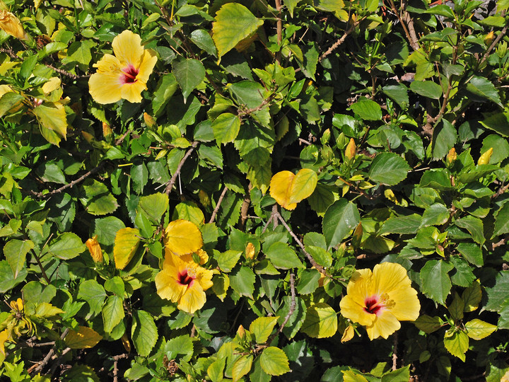 Hibiscus rosa-sinensis