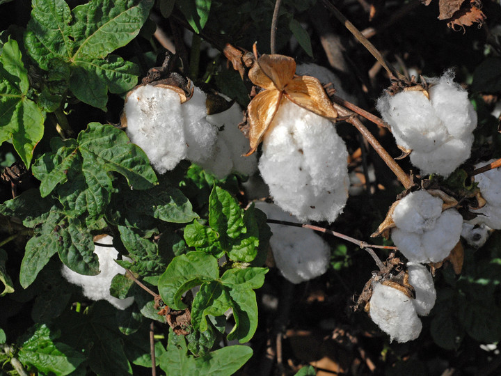 Gossypium arboreum