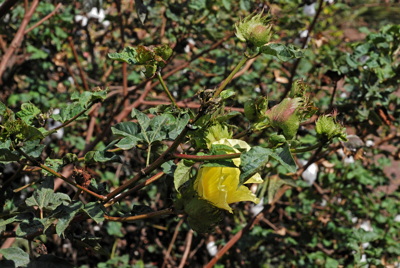 Gossypium arboreum