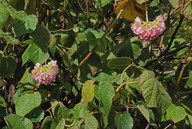 Dombeya wallichii