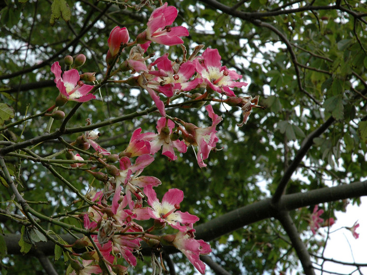 Chorisia speciosa