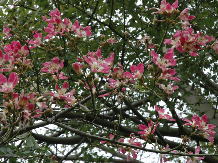 Chorisia speciosa