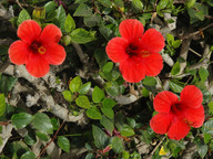 Hibiscus rosa-sinensis