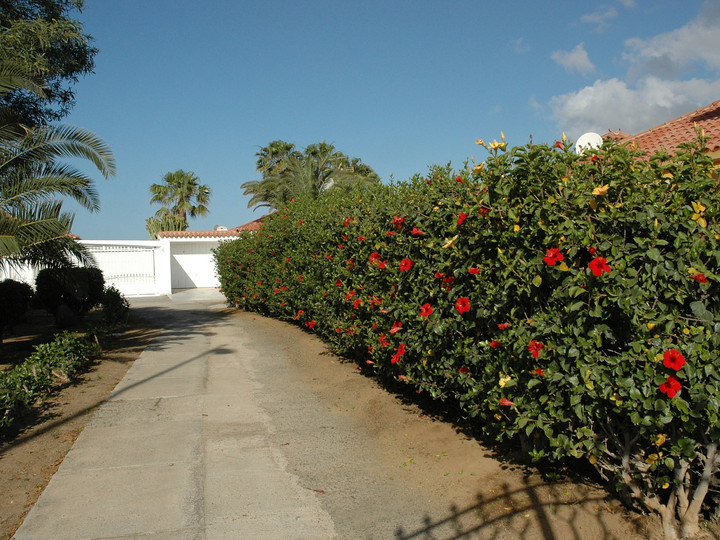 Hibiscus rosa-sinensis