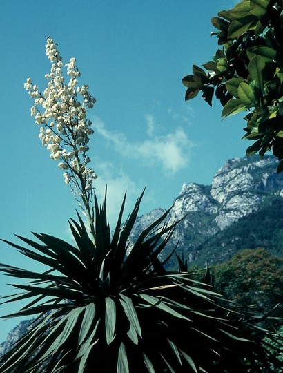 Yucca gloriosa