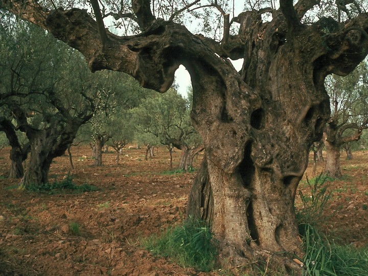 Olea europaea