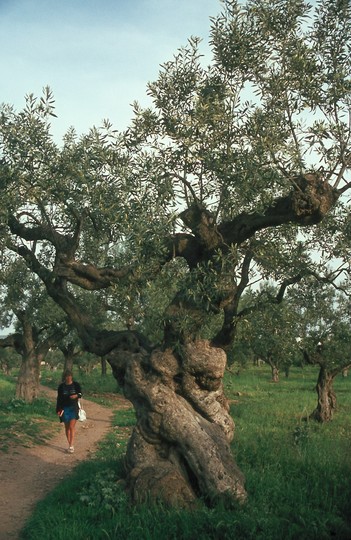 Olea europaea