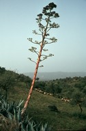 Agave americana