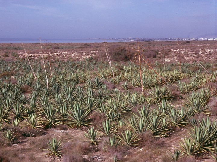 Agave sisalana