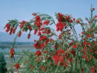 Callistemon sp.