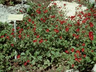 Potentilla purpurea