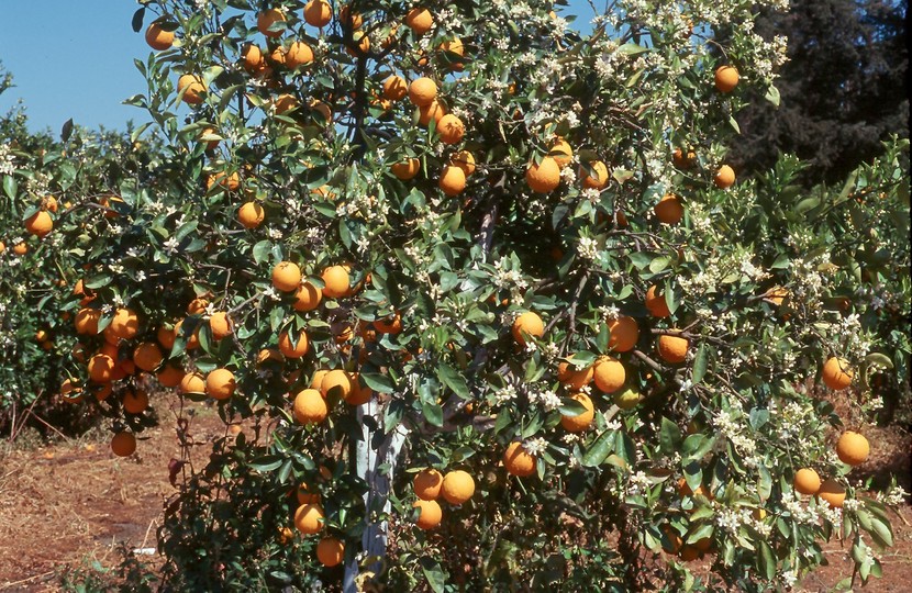 Citrus sinensis