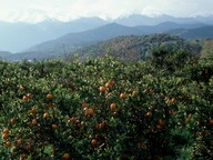 Citrus sinensis