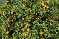 Citrus sinensis