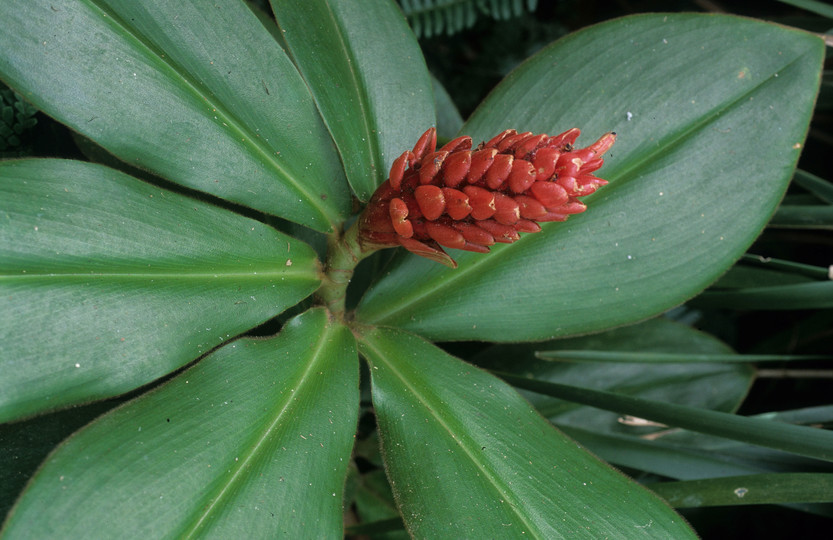 Alpinia purpurea