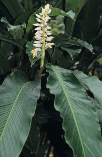 Alpinia malacensis