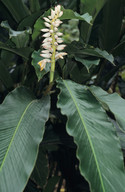 Alpinia malacensis