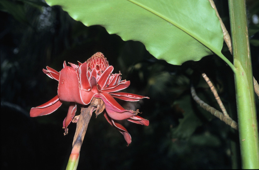 Etlingera elatior