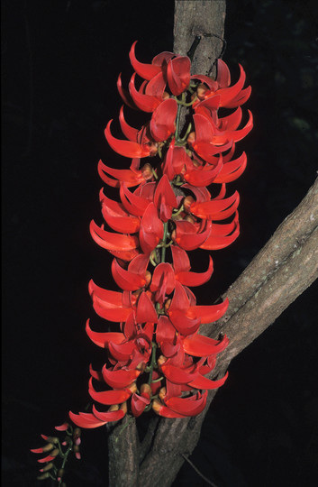 Mucuna Novo-Guineensis