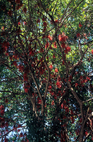 Mucuna Novo-Guineensis