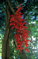 Mucuna Novo-Guineensis